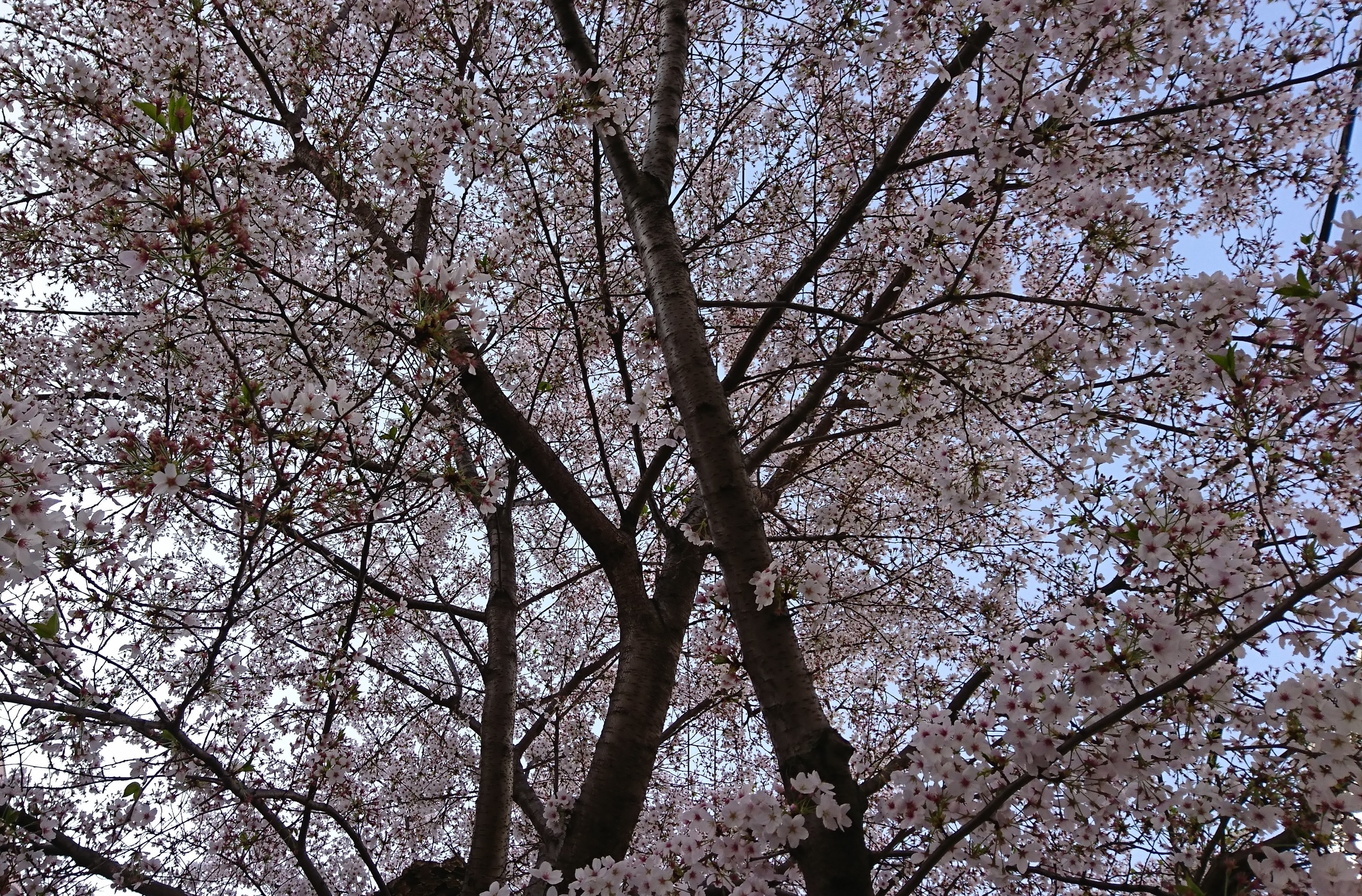 東京桜